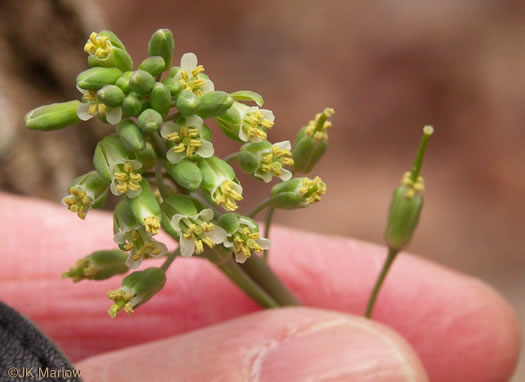 image of Borodinia laevigata, Common Smooth Rockcress