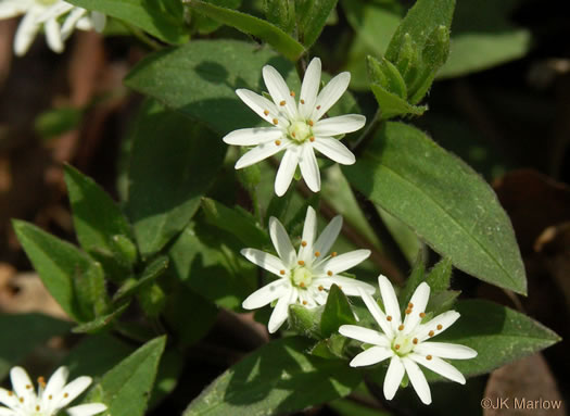 image of Stellaria pubera, Star Chickweed, Giant Chickweed, Great Chickweed, Common Starwort