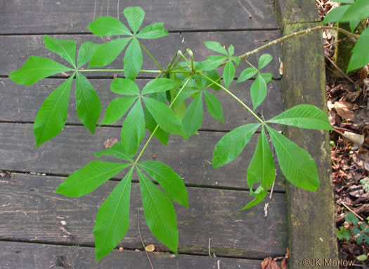 image of Aesculus glabra var. glabra, Ohio Buckeye, Fetid Buckeye, Chalky Buckeye