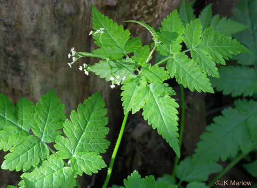 Osmorhiza claytonii, Bland Sweet Cicely, Hairy Sweet Cicely