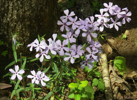 image of Phlox divaricata var. laphamii, Western Blue Phlox