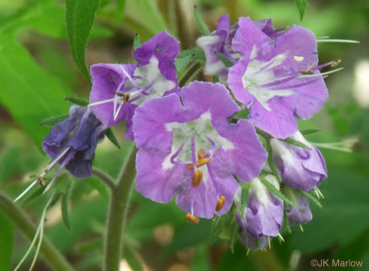 Fernleaf Phacelia