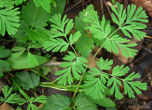 image of Dicentra cucullaria, Dutchman's Britches