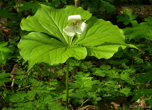 image of Trillium flexipes, Bent Trillium, Bent White Trillium, Bentstalk Trillium, Drooping Trillium