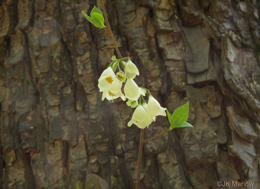 image of Halesia tetraptera var. monticola, Mountain Silverbell