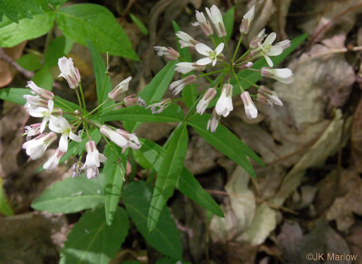 image of Cardamine angustata, Eastern Slender Toothwort