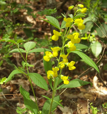 Thermopsis mollis, Appalachian Golden-banner, Allegheny Mountain Golden-banner, Bush Pea