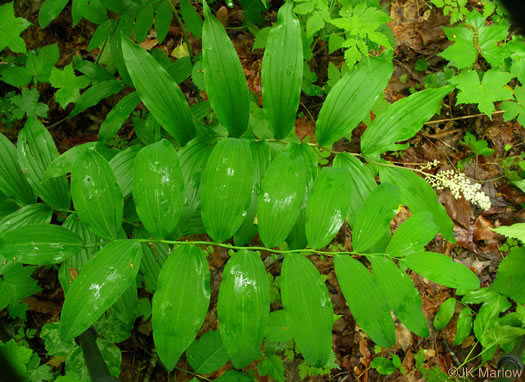 image of Maianthemum racemosum, False Solomon's Seal, Eastern Solomon's Plume, May-plume