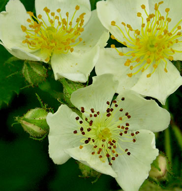 image of Rosa multiflora, Multiflora Rose