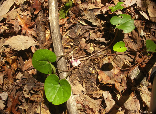 image of Hexastylis rhombiformis, French Broad Heartleaf, Carolina Heartleaf