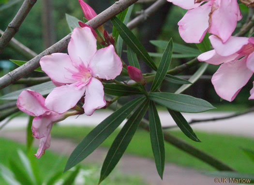 image of Nerium oleander, Oleander