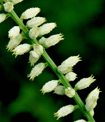 image of Aletris farinosa, Northern White Colicroot, Mealy Colicroot, Stargrass