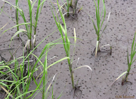 image of Spartina alterniflora, Saltmarsh Cordgrass, Smooth Cordgrass