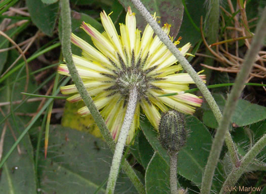 Mouse-ear Hawkweed