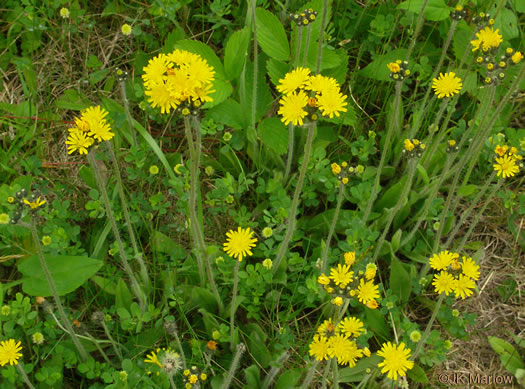 image of Pilosella caespitosa, Field Hawkweed, Yellow King-devil, Meadow Hawkweed