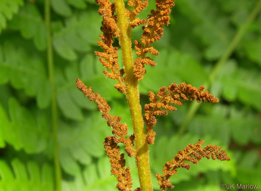 image of Osmundastrum cinnamomeum, Cinnamon Fern