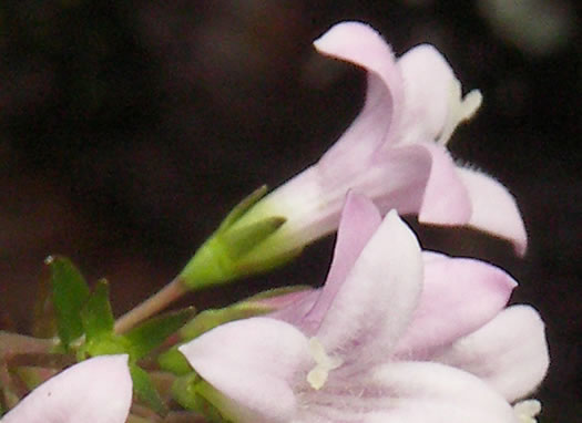 image of Houstonia purpurea, Summer Bluet, Mountain Bluet, Woodland Bluet, Purple Bluet