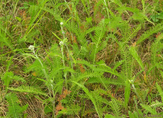 image of Achillea gracilis, Eastern Yarrow, Eastern Thousandleaf