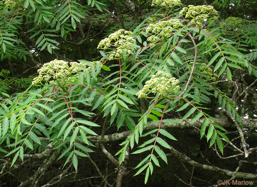 image of Sorbus americana, American Mountain-ash, American Rowan