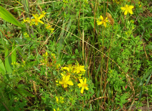 image of Hypericum perforatum, European St. Johnswort, Common St. Johnswort, Klamath-weed