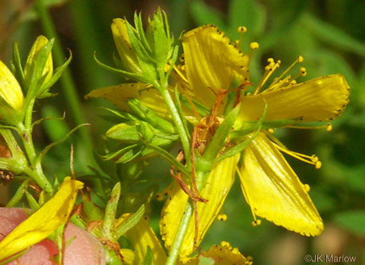 image of Hypericum perforatum, European St. Johnswort, Common St. Johnswort, Klamath-weed