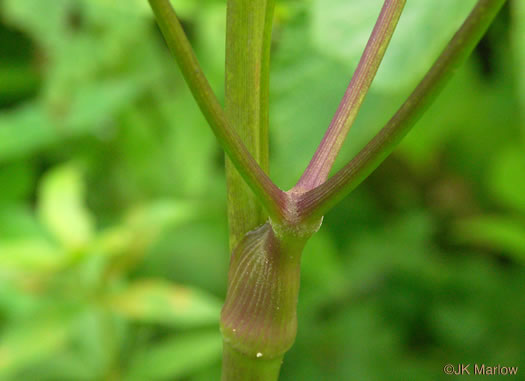 image of Ligusticum canadense, American Lovage