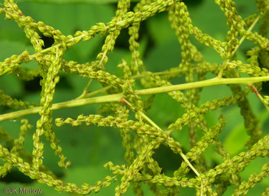 image of Aruncus dioicus var. dioicus, Eastern Goatsbeard, Bride's Feathers