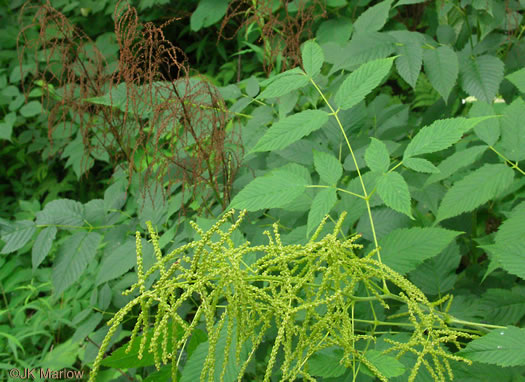 image of Aruncus dioicus var. dioicus, Eastern Goatsbeard, Bride's Feathers