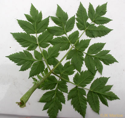 image of Angelica triquinata, Mountain Angelica, Appalachian Angelica, Filmy Angelica