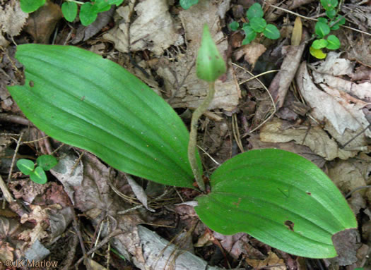 image of Cypripedium acaule, Pink Lady's Slipper, Mocassin Flower