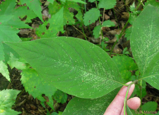 image of Persicaria virginiana, Virginia Jumpseed