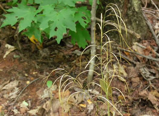 image of Borodinia laevigata, Common Smooth Rockcress