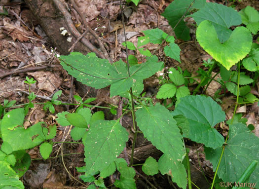 image of Phryma leptostachya, American Lopseed