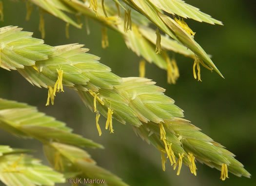 panicle