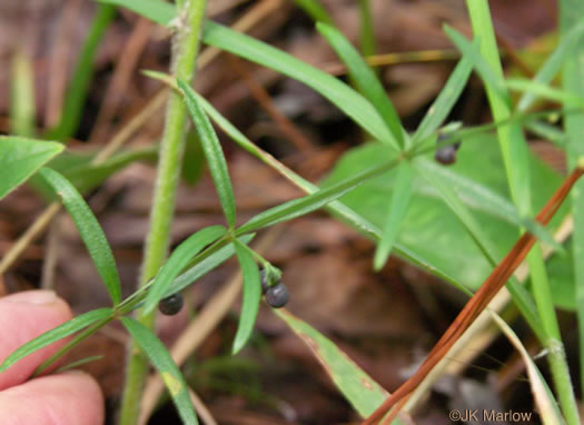 image of Galium uniflorum, One-flowered Bedstraw