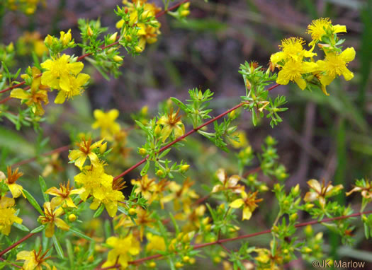 image of Hypericum galioides, bedstraw St. Johnswort