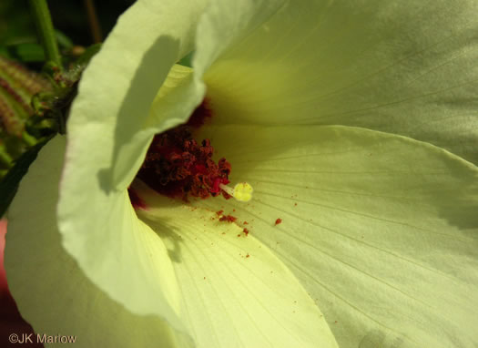 image of Hibiscus aculeatus, Savanna Hibiscus, Comfort-root, Pineland Hibiscus