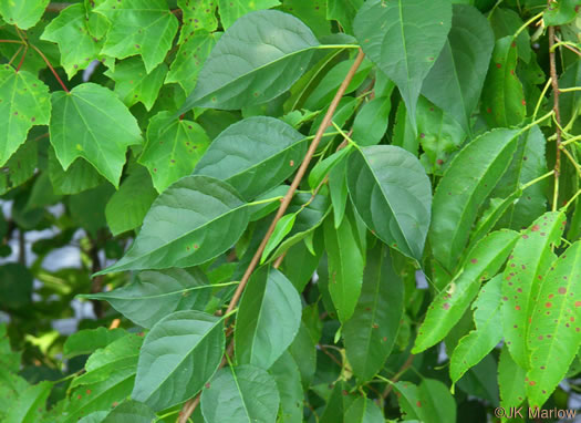 image of Celastrus orbiculatus, Oriental Bittersweet