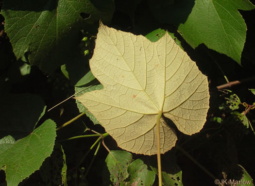 Vitis labrusca, Fox Grape