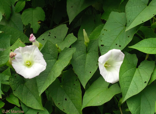 image of Convolvulus species 2, Appalachian Bindweed