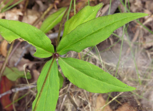 image of Silene stellata, Starry Campion, Widow's-frill