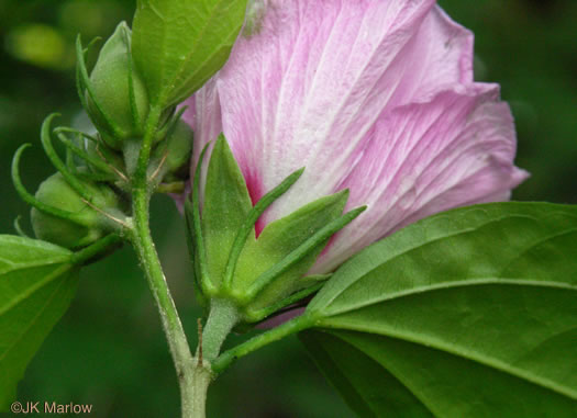 image of Hibiscus syriacus, Rose-of-Sharon, Althea