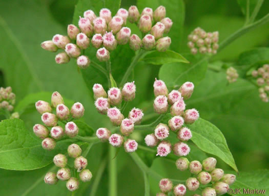 image of Pluchea camphorata, Common Camphorweed, Camphor Pluchea, Marsh Fleabane