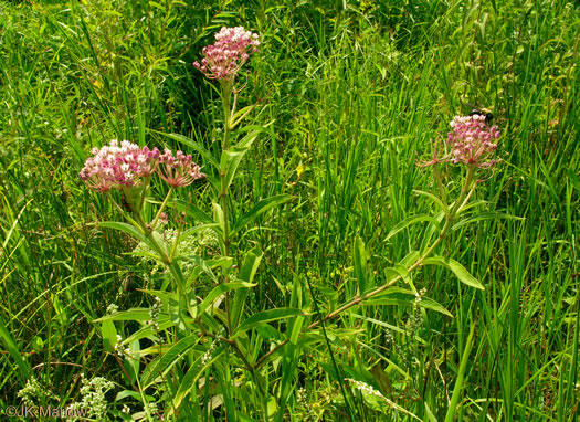 image of Asclepias incarnata var. pulchra, Eastern Swamp Milkweed