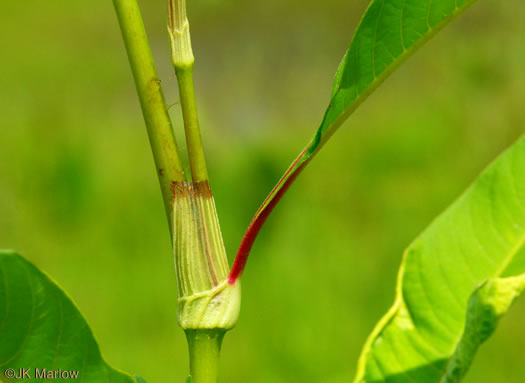 image of Persicaria lapathifolia, Dockleaf Smartweed, Willow-weed, Pale Smartweed