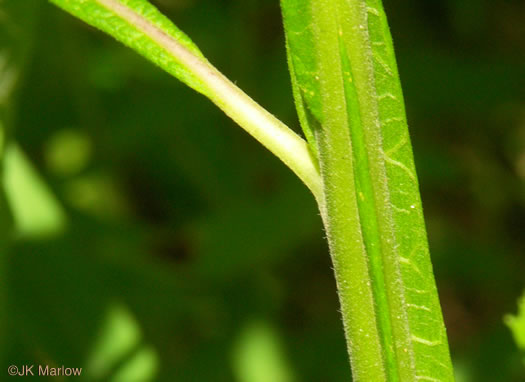 image of Verbesina virginica var. virginica, White Crownbeard, Common Frostweed, White Wingstem, Virginia Wingstem