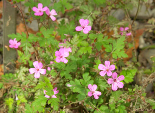 image of Geranium robertianum, Herb Robert