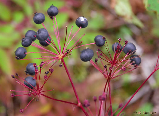 image of Aralia hispida, Bristly Sarsaparilla