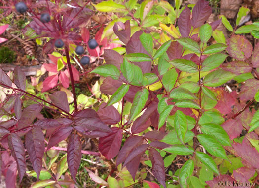 image of Aralia hispida, Bristly Sarsaparilla