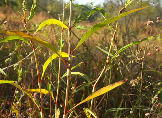 image of Persicaria lapathifolia, Dockleaf Smartweed, Willow-weed, Pale Smartweed